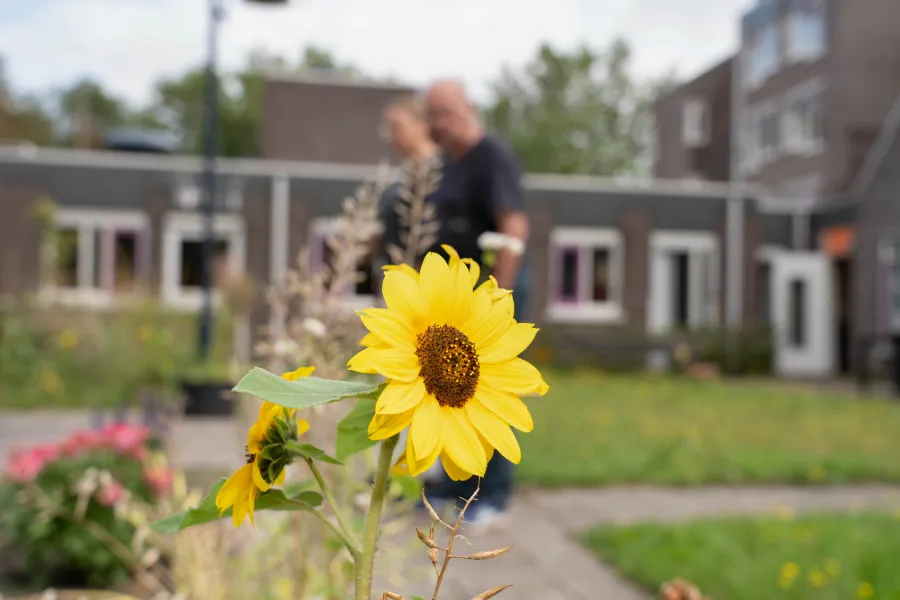 Een zonnige tuin bij ViVa! Zorggroep Heemswijk, met een stralende zonnebloem op de voorgrond en twee mensen op de achtergrond die rustig wandelen.